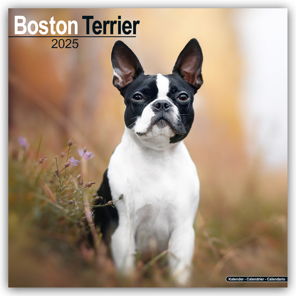 Cover: 9781804603192 | Boston Terrier 2025 - 16-Monatskalender | Avonside Publishing Ltd