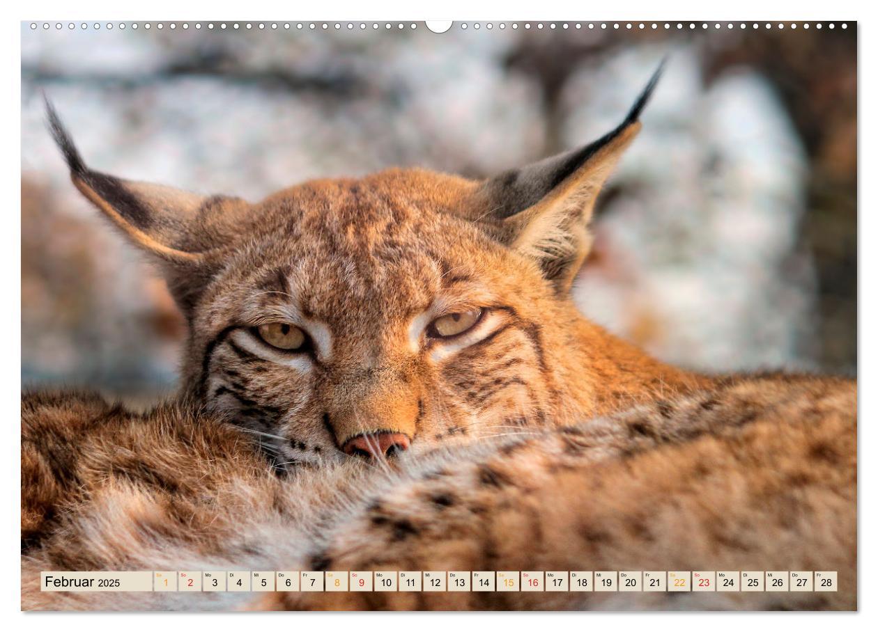 Bild: 9783435093670 | Unsere Wildtiere - scheu und schön (Wandkalender 2025 DIN A2 quer),...