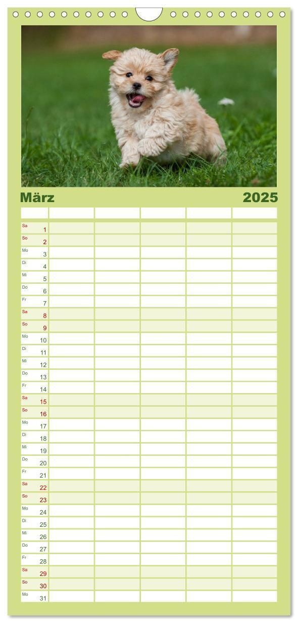 Bild: 9783457119259 | Familienplaner 2025 - Welpen 2025 mit 5 Spalten (Wandkalender, 21 x...