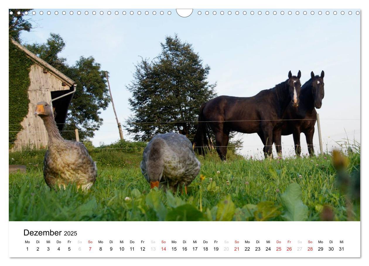 Bild: 9783435663378 | Bauernhoftiere (Wandkalender 2025 DIN A3 quer), CALVENDO...