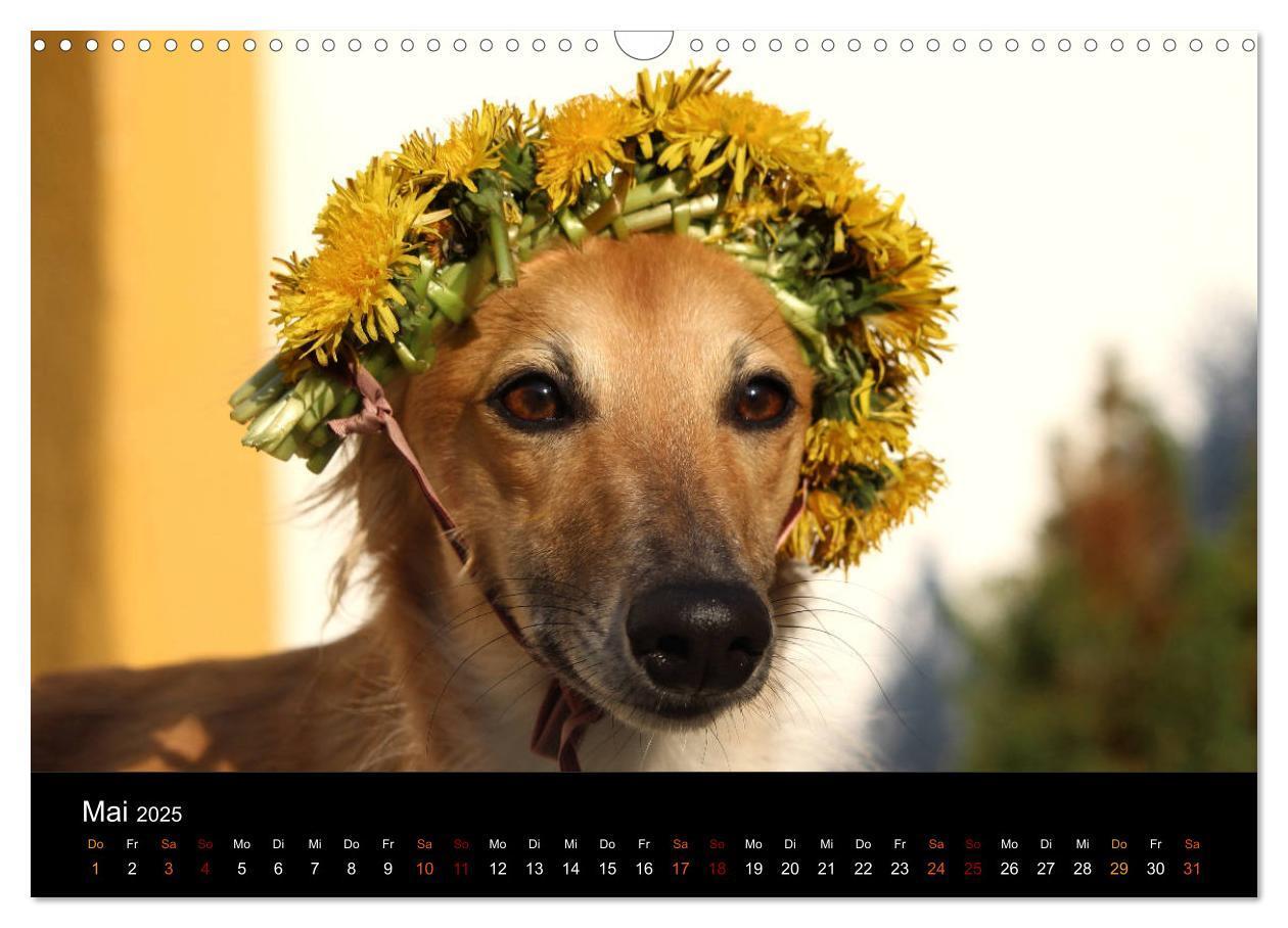 Bild: 9783435433308 | Der Silken Windsprite - ein Seelenhund (Wandkalender 2025 DIN A3...