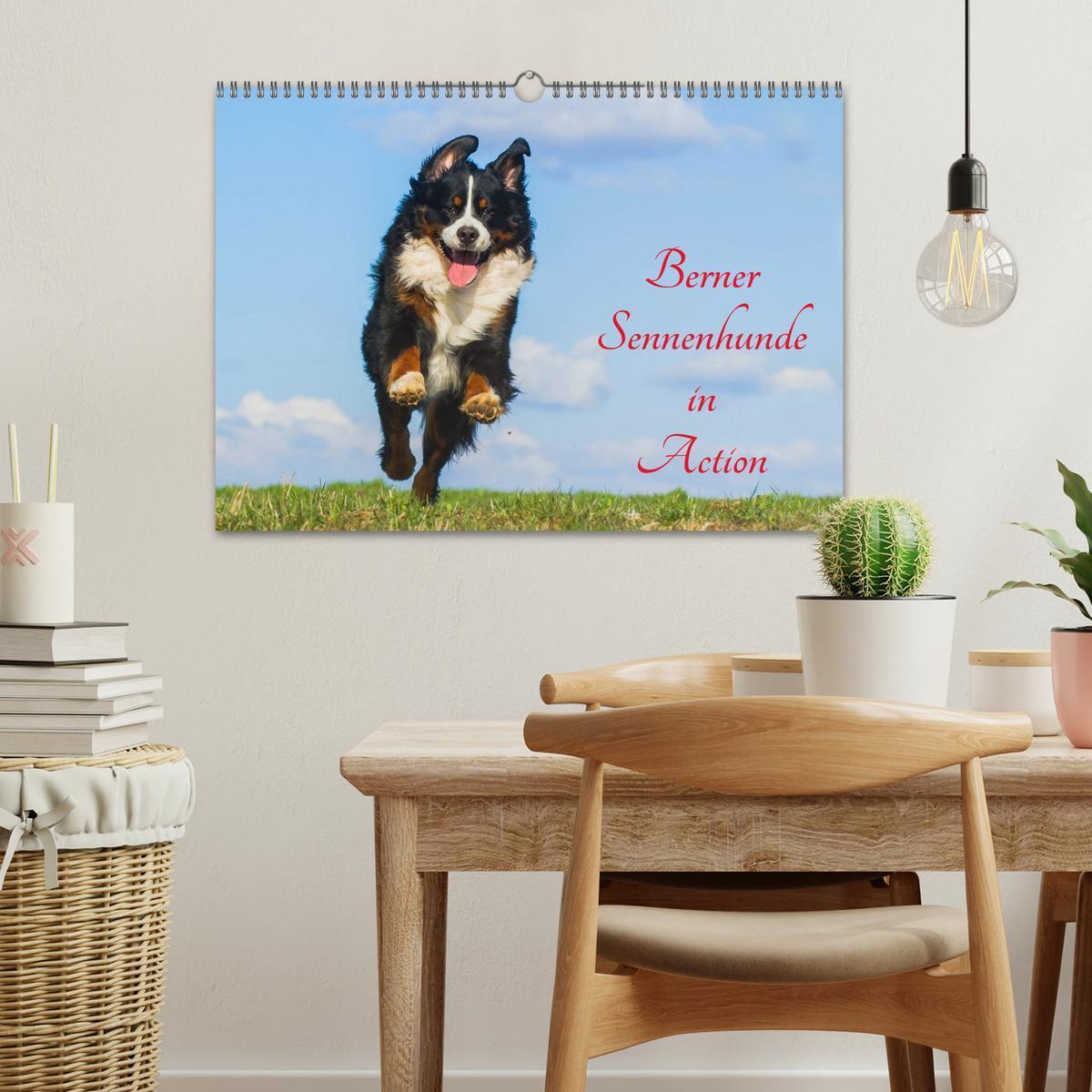 Bild: 9783435578689 | Berner Sennenhunde in Action (Wandkalender 2025 DIN A3 quer),...