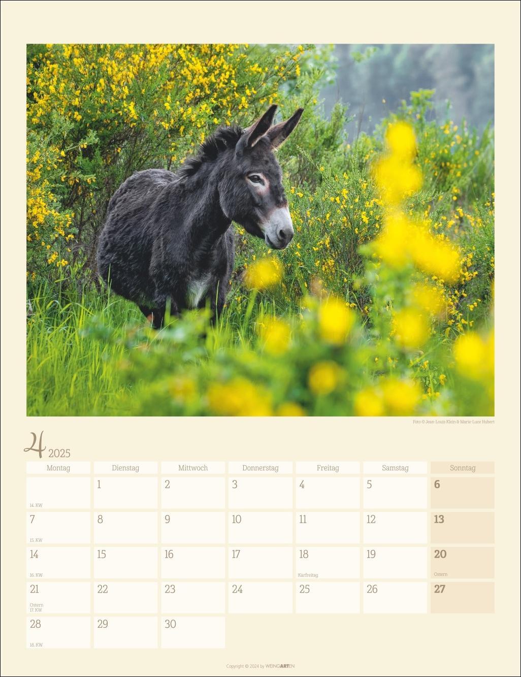 Bild: 9783839900451 | Esel Kalender 2025 | Kalender | Spiralbindung | 14 S. | Deutsch | 2025