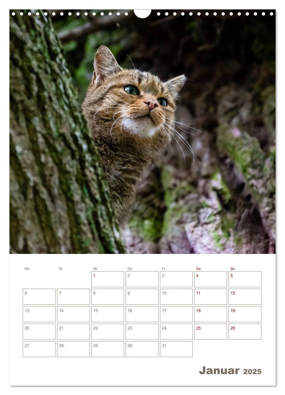 Bild: 9783435982882 | Europäische Wildkatzen - Jahresplaner (Wandkalender 2025 DIN A3...