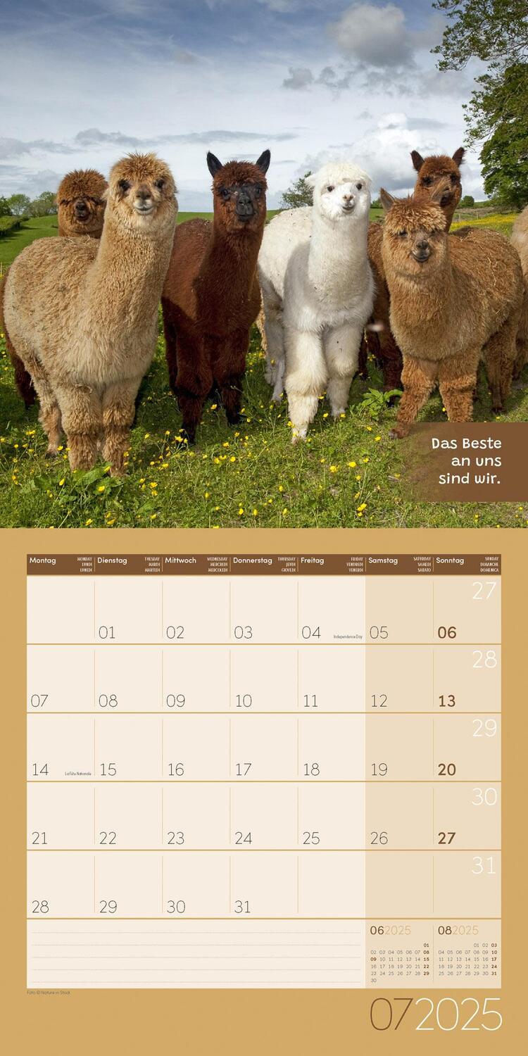 Bild: 9783838445274 | No Drama, Lama! Kalender 2025 - 30x30 | Ackermann Kunstverlag | 28 S.