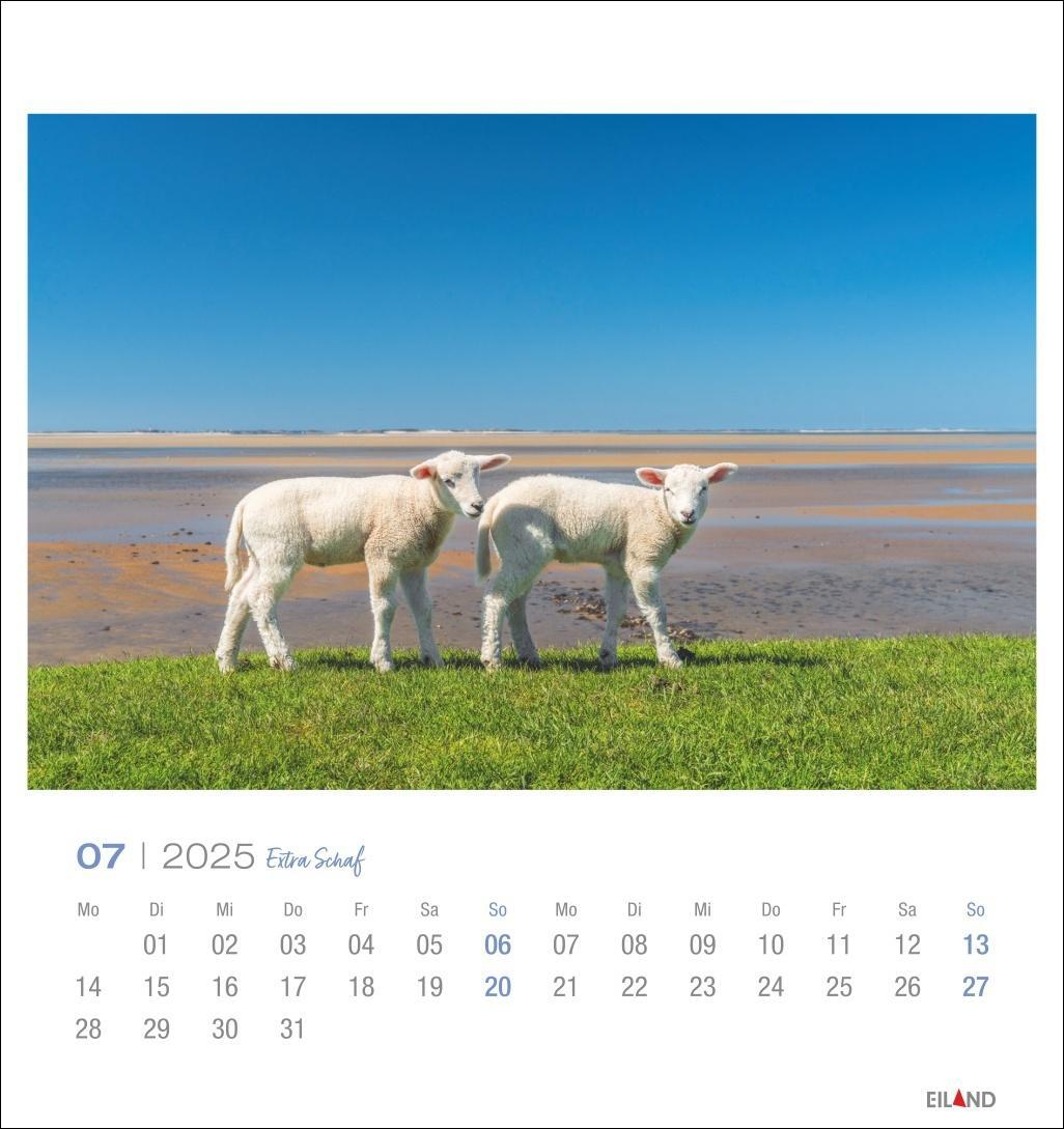 Bild: 9783964023254 | Extra Schaf Postkartenkalender 2025 | Eiland | Kalender | 13 S. | 2025