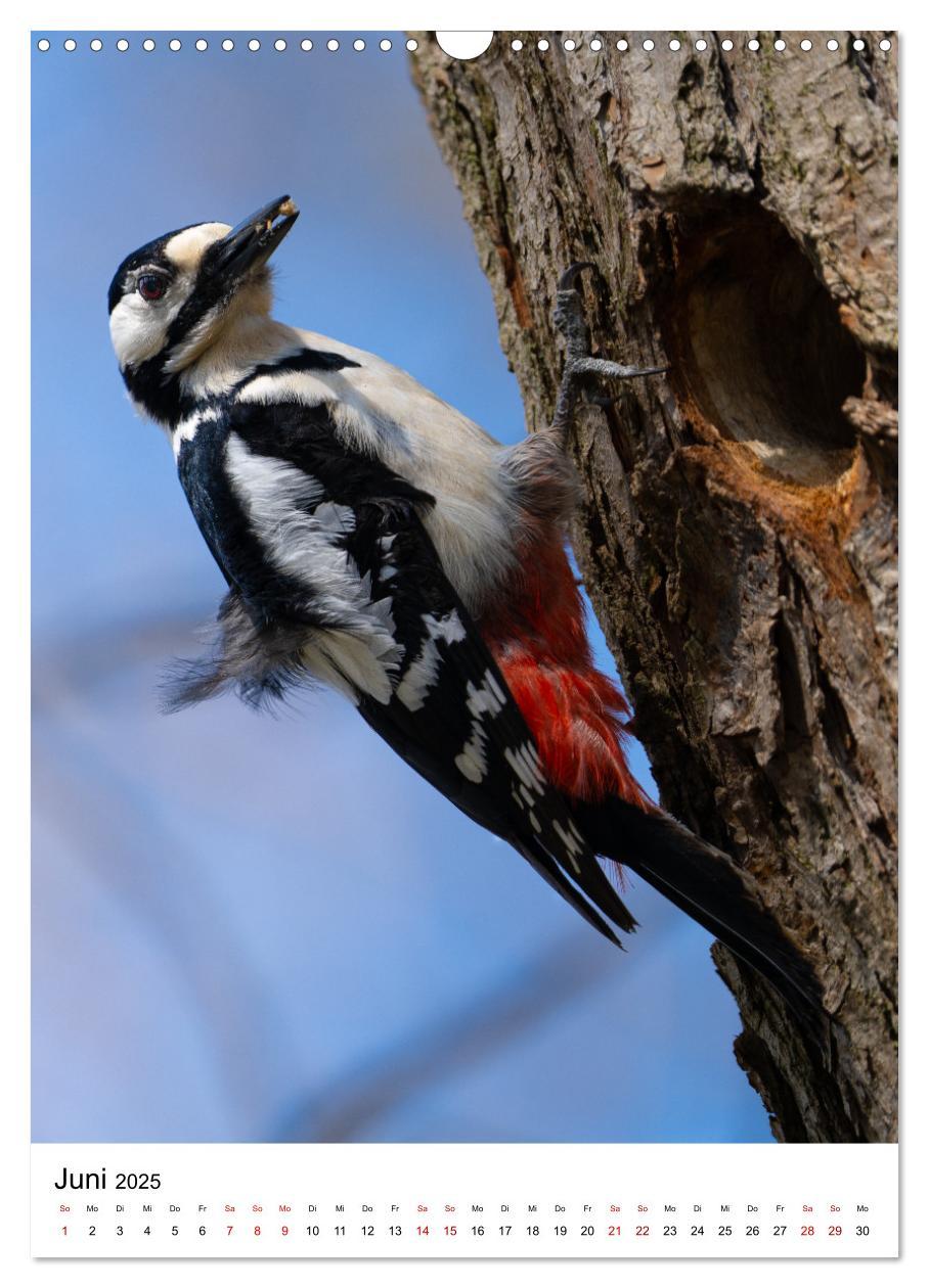 Bild: 9783435891108 | Heimische Vögel in Ihren Gärten (Wandkalender 2025 DIN A3 hoch),...