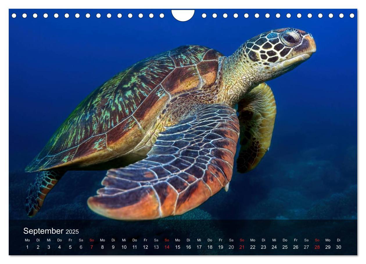 Bild: 9783435597680 | Schildkröten des Ozeans (Wandkalender 2025 DIN A4 quer), CALVENDO...