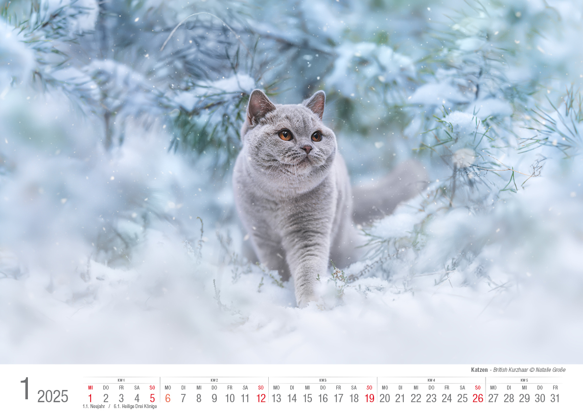 Bild: 9783965352360 | Katzen 2025 Bildkalender A3 quer - Natalie Große | Holger Klaes | 2025