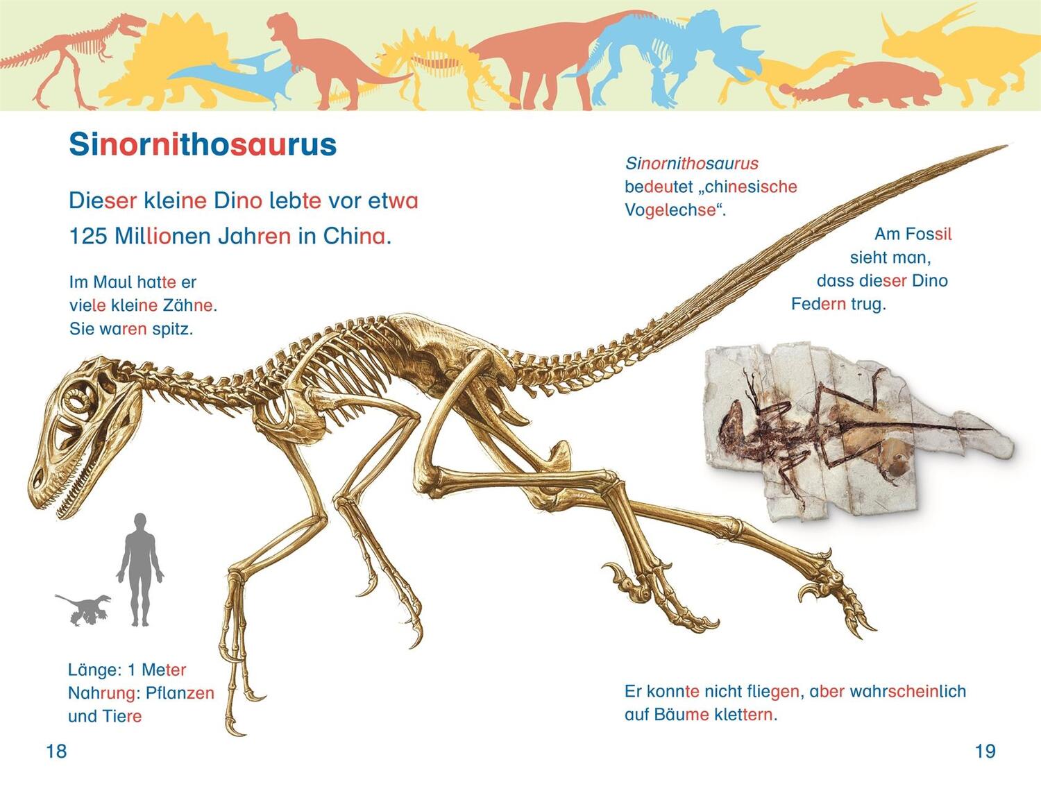 Bild: 9783831044795 | SUPERLESER! Alarm im Dino-Museum | Niki Foreman | Buch | SUPERLESER!