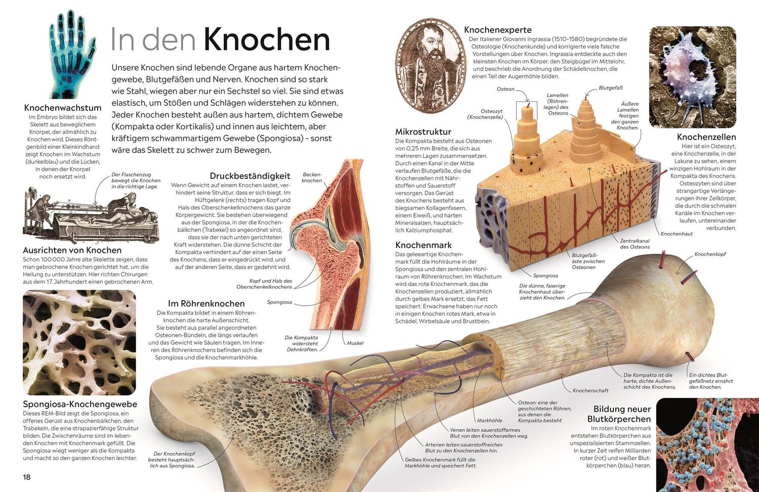 Bild: 9783831049325 | memo Wissen. Körper | Richard Walker | Buch | 72 S. | Deutsch | 2024