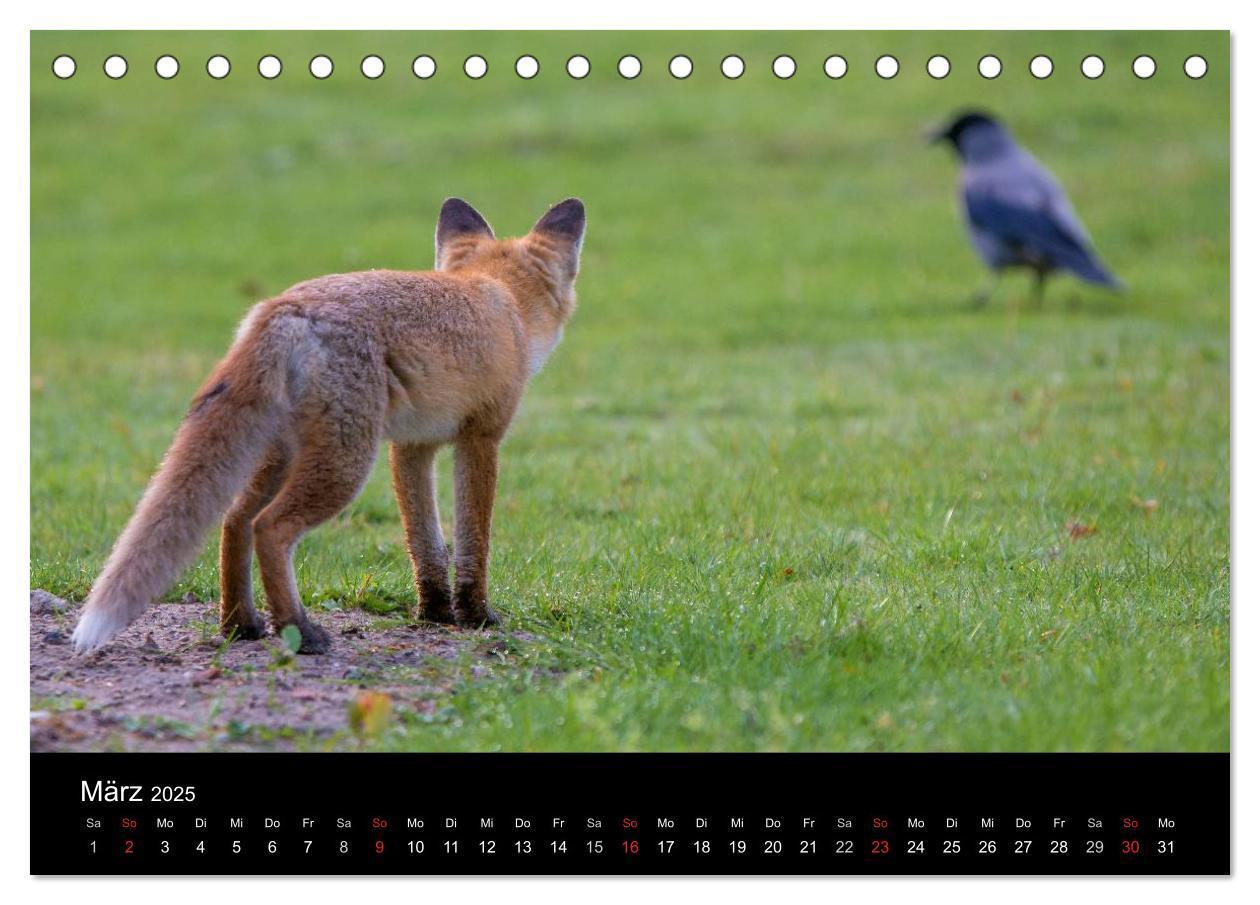 Bild: 9783435560011 | Joni, der kleine Fuchs (Tischkalender 2025 DIN A5 quer), CALVENDO...