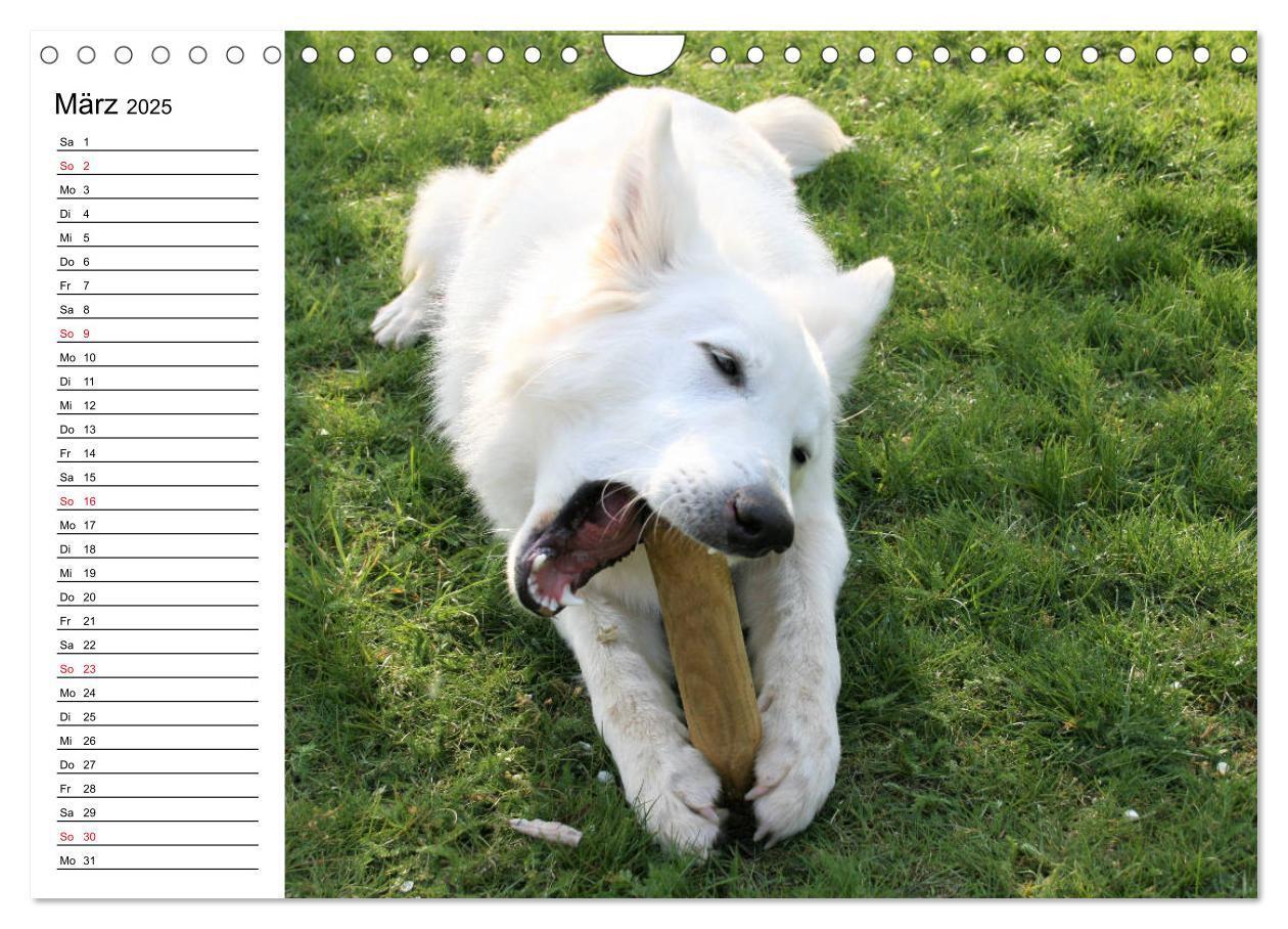 Bild: 9783435237982 | Berger Blanc Suisse - Weißer Schweizer Schäferhund (Wandkalender...