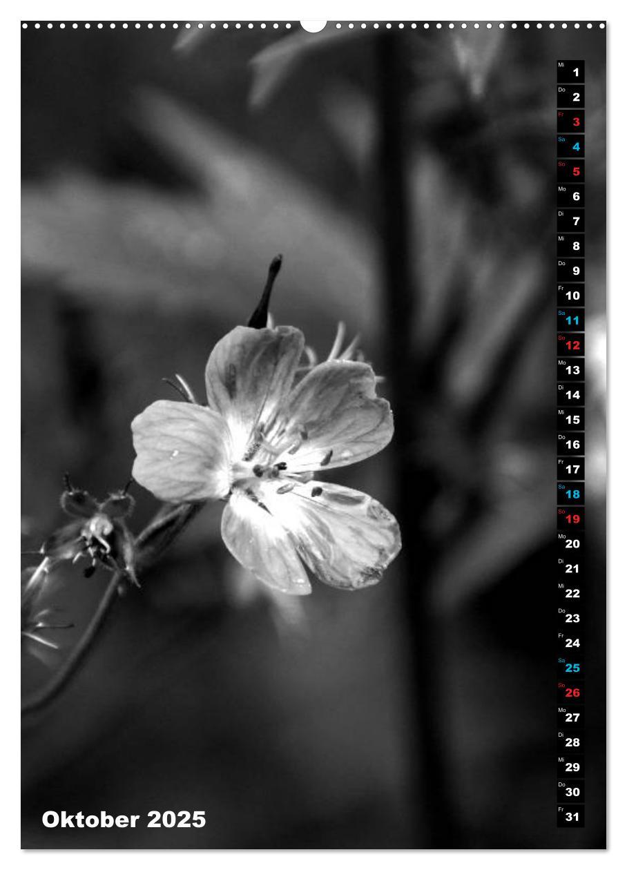 Bild: 9783435999996 | Blumige Graustufen - Schwarz und Weiß (Wandkalender 2025 DIN A2...