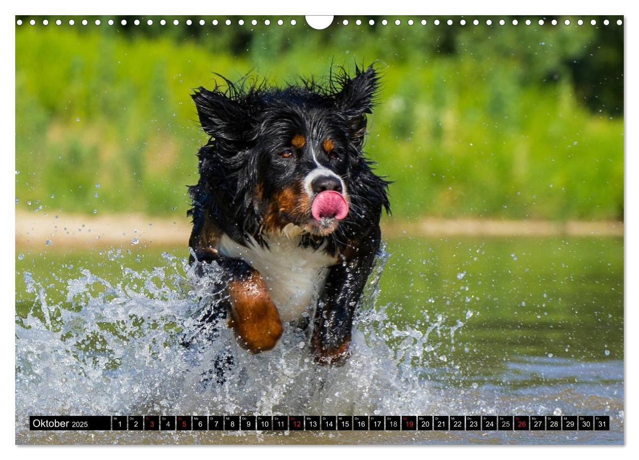 Bild: 9783435578689 | Berner Sennenhunde in Action (Wandkalender 2025 DIN A3 quer),...