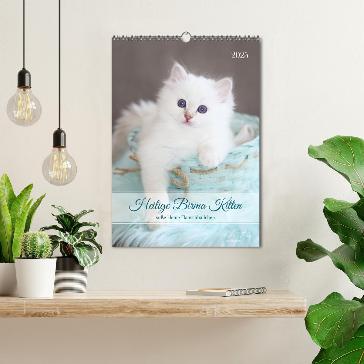 Bild: 9783435062706 | Heilige Birma Kitten - süße kleine Flauschbällchen (Wandkalender...