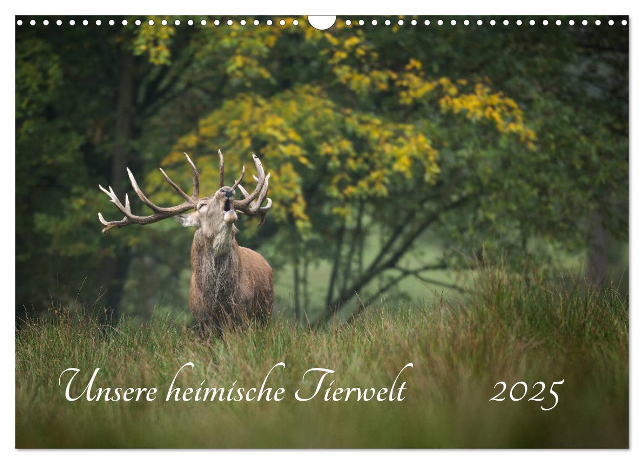 Cover: 9783435311996 | Unsere heimische Tierwelt (Wandkalender 2025 DIN A3 quer), CALVENDO...