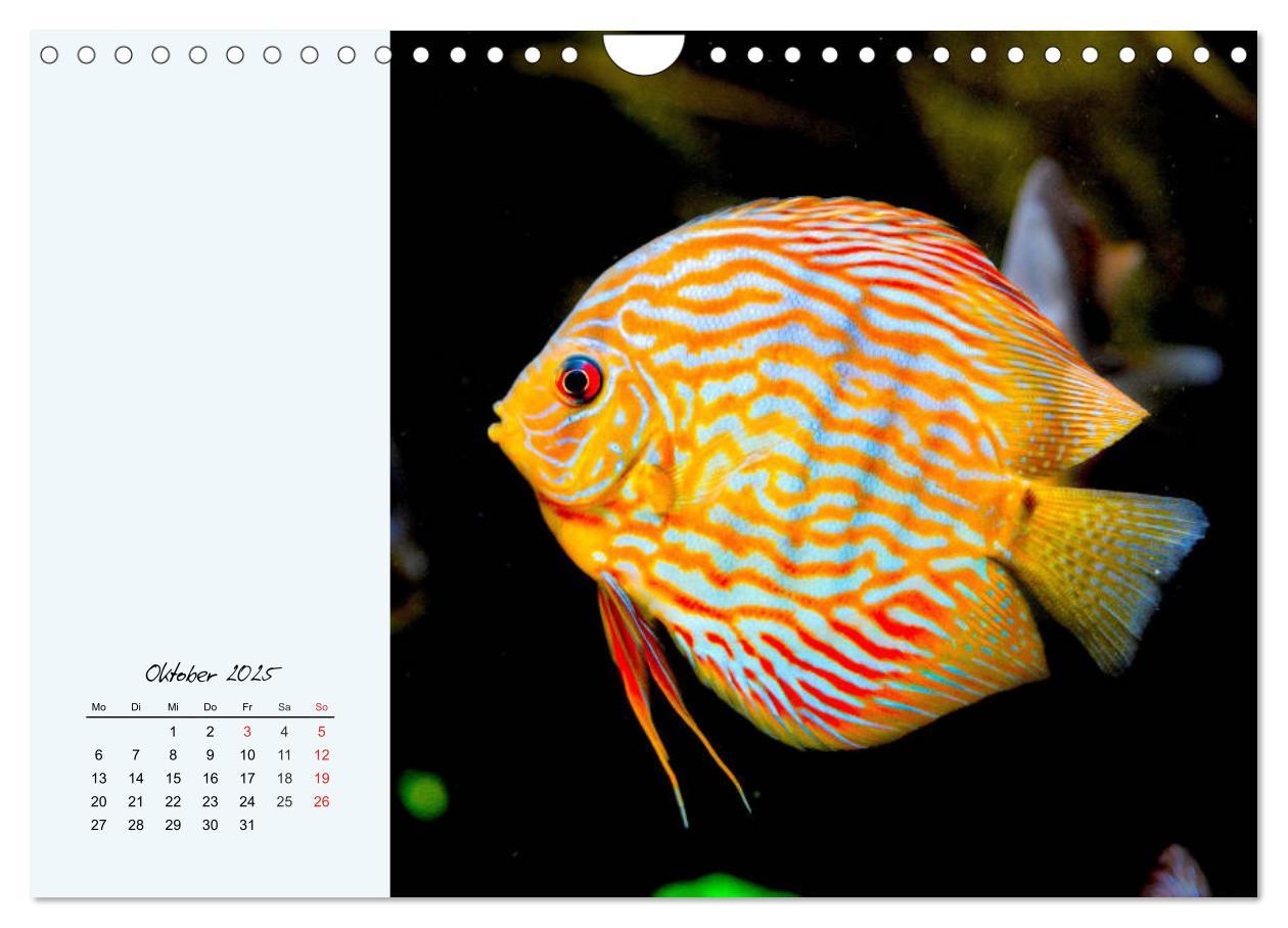 Bild: 9783435230563 | Diskusfische. Die bezaubernden Lieblinge vieler Aquarianer...