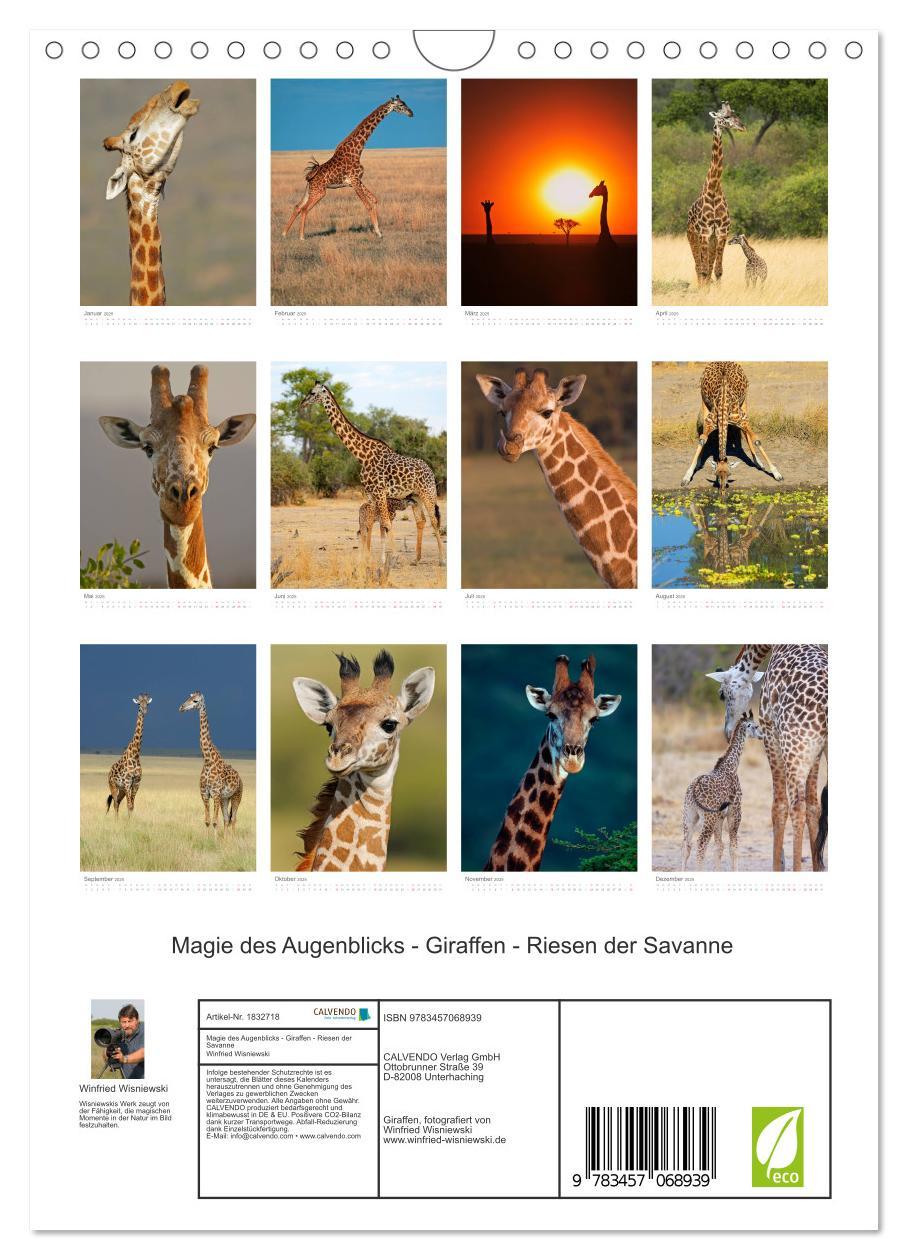 Bild: 9783457068939 | Magie des Augenblicks - Giraffen - Riesen der Savanne (Wandkalender...