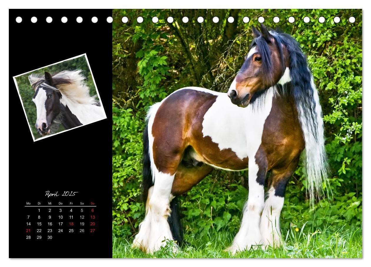 Bild: 9783435747139 | Irish Tinker (Tischkalender 2025 DIN A5 quer), CALVENDO Monatskalender