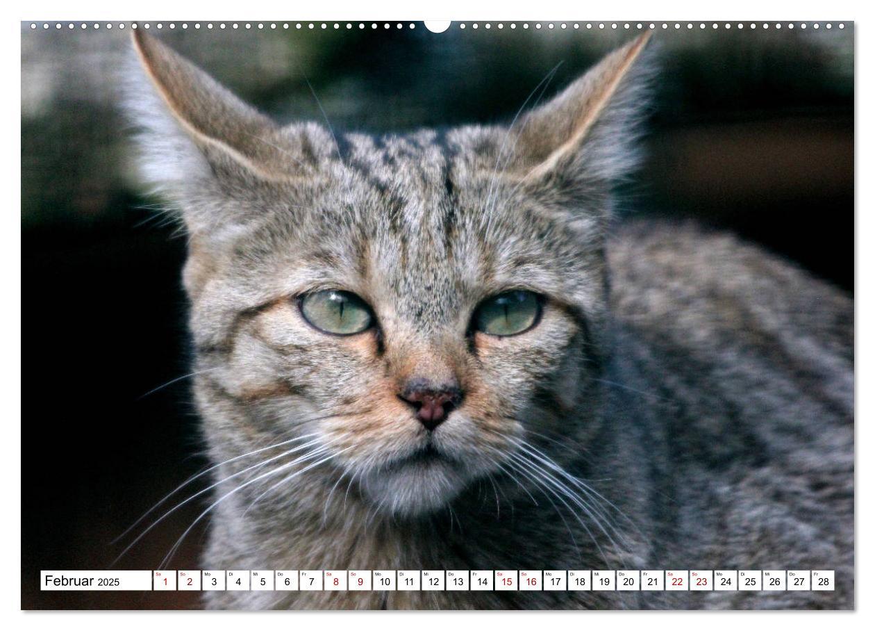 Bild: 9783435413843 | Wildkatzen - Die lautlosen Jäger des Waldes (Wandkalender 2025 DIN...