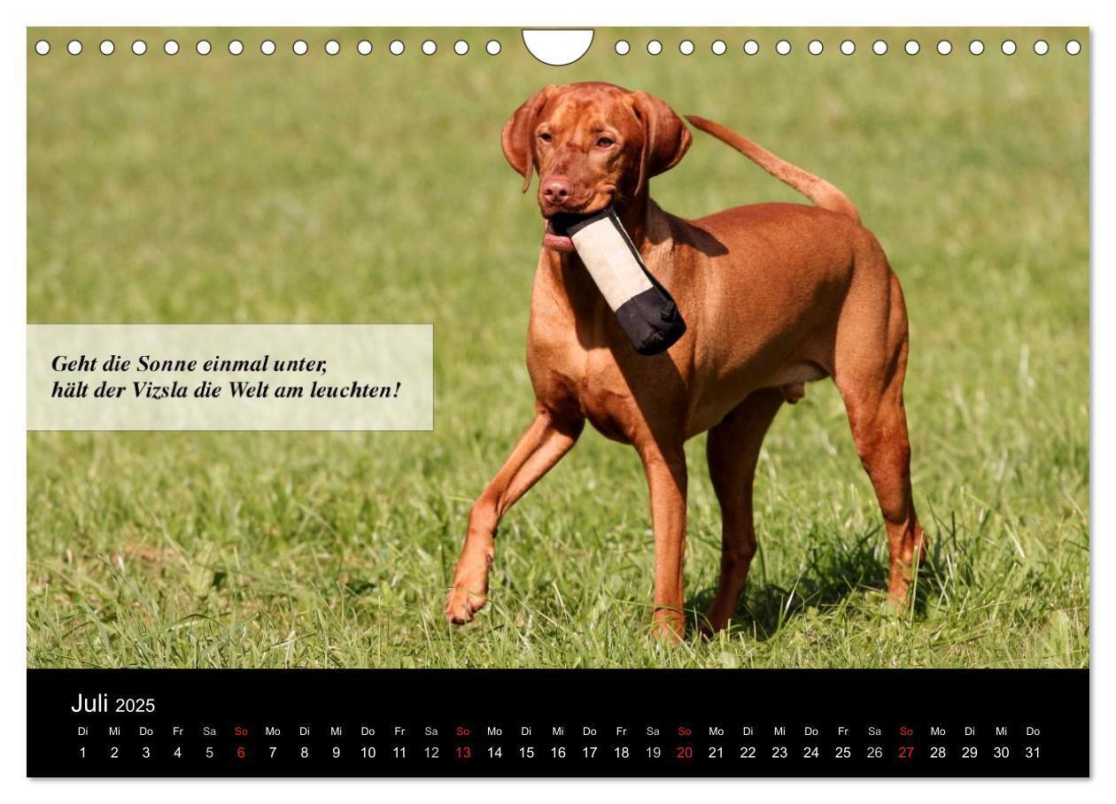 Bild: 9783435518968 | Magyar Vizsla - Zauberhafte Kobolde (Wandkalender 2025 DIN A4...