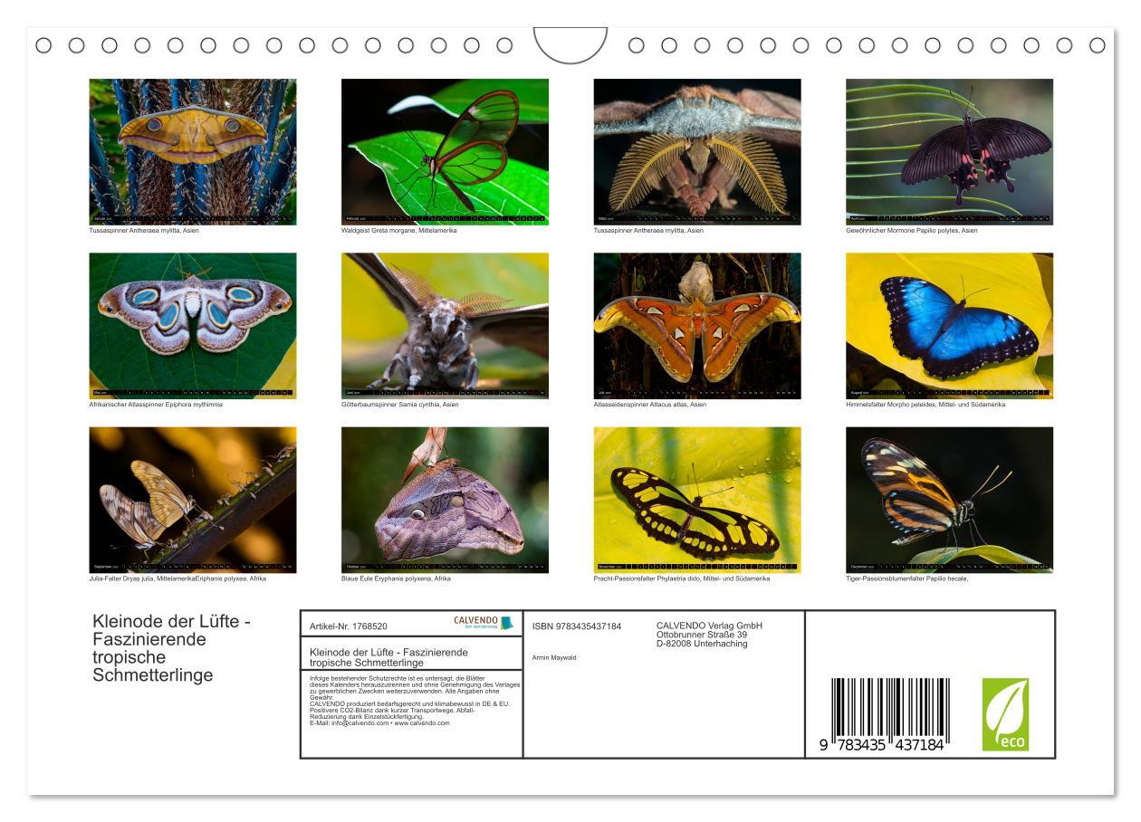 Bild: 9783435437184 | Kleinode der Lüfte - Faszinierende tropische Schmetterlinge...