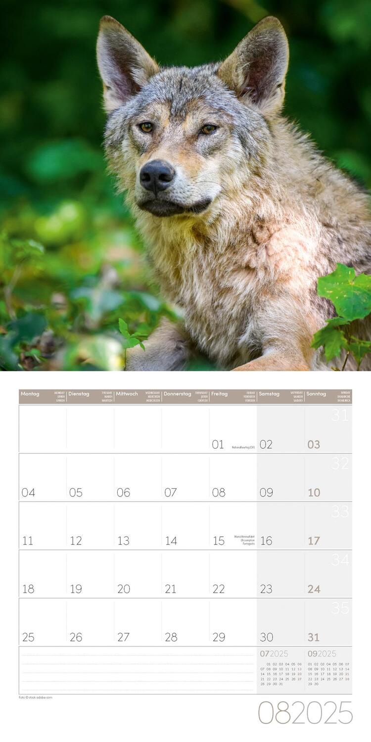 Bild: 9783838445236 | Wölfe Kalender 2025 - 30x30 | Ackermann Kunstverlag | Kalender | 28 S.