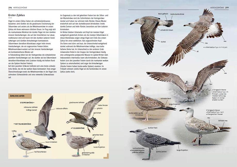 Bild: 9783258083537 | Die Möwen Europas, Nordafrikas und Vorderasiens | Adriaens (u. a.)