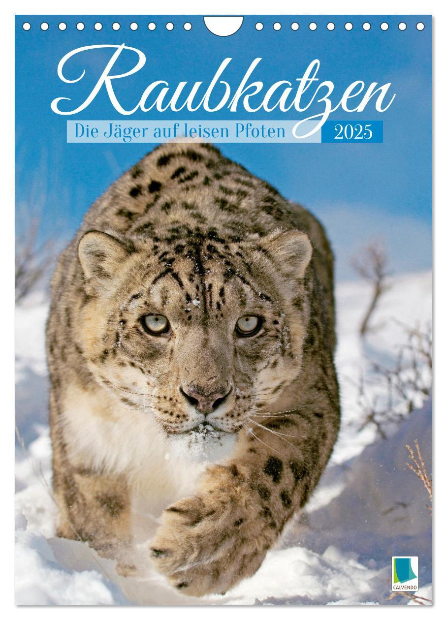 Cover: 9783435061389 | Raubkatzen: Die Jäger auf leisen Pfoten (Wandkalender 2025 DIN A4...