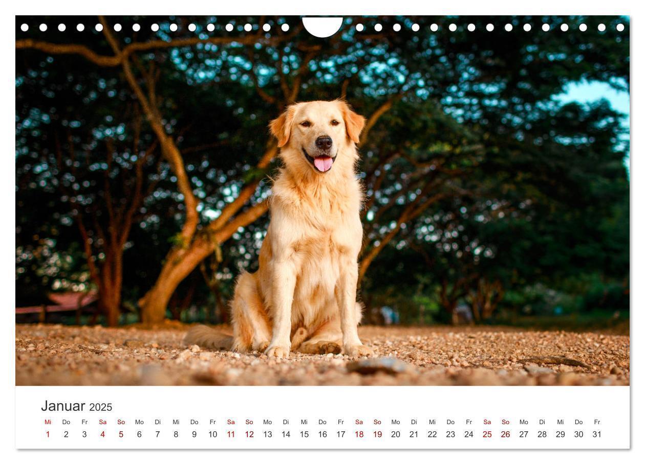 Bild: 9783383942235 | Golden Retriever - Die treuen Begleiter. (Wandkalender 2025 DIN A4...