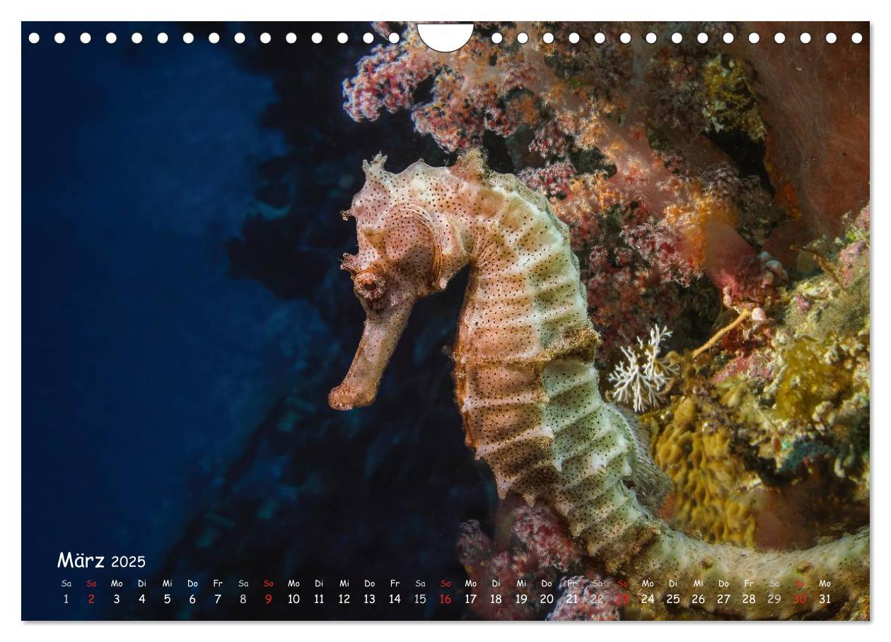 Bild: 9783435504329 | Hippocampus oder einfach nur Seepferdchen (Wandkalender 2025 DIN A4...