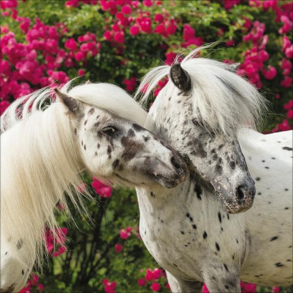 Bild: 9783731876380 | Horses 2025 | Verlag Korsch | Kalender | 13 S. | Deutsch | 2025