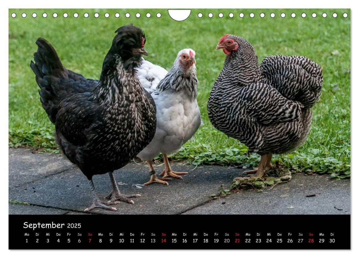 Bild: 9783435564101 | Gartenhühner (Wandkalender 2025 DIN A4 quer), CALVENDO Monatskalender