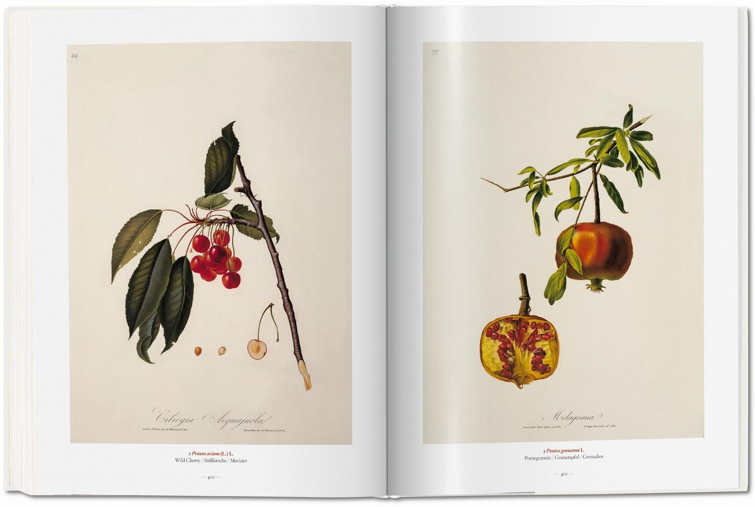 Bild: 9783836577397 | A Garden Eden. Masterpieces of Botanical Illustration | H. Walter Lack