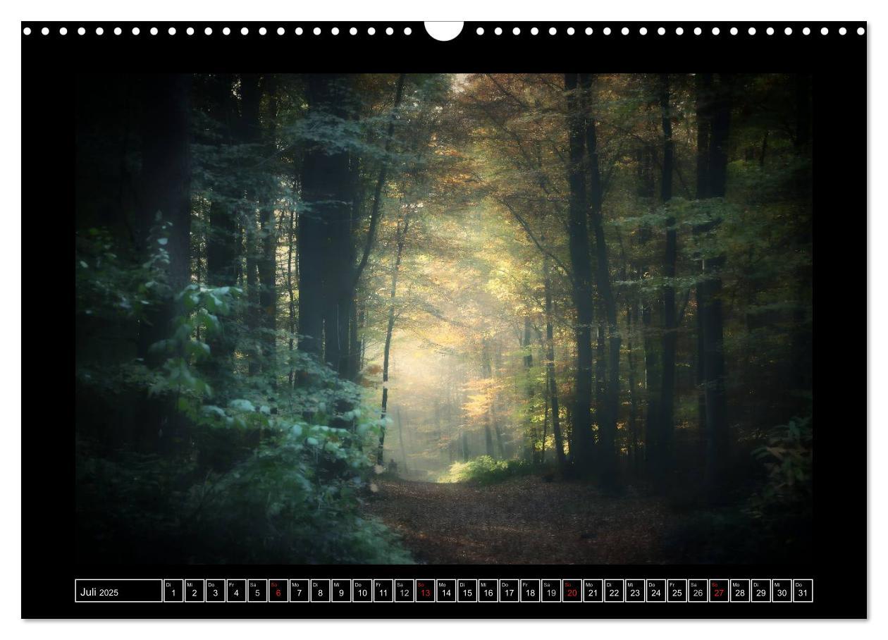 Bild: 9783435494620 | Der Reichswald bei Kleve (Wandkalender 2025 DIN A3 quer), CALVENDO...