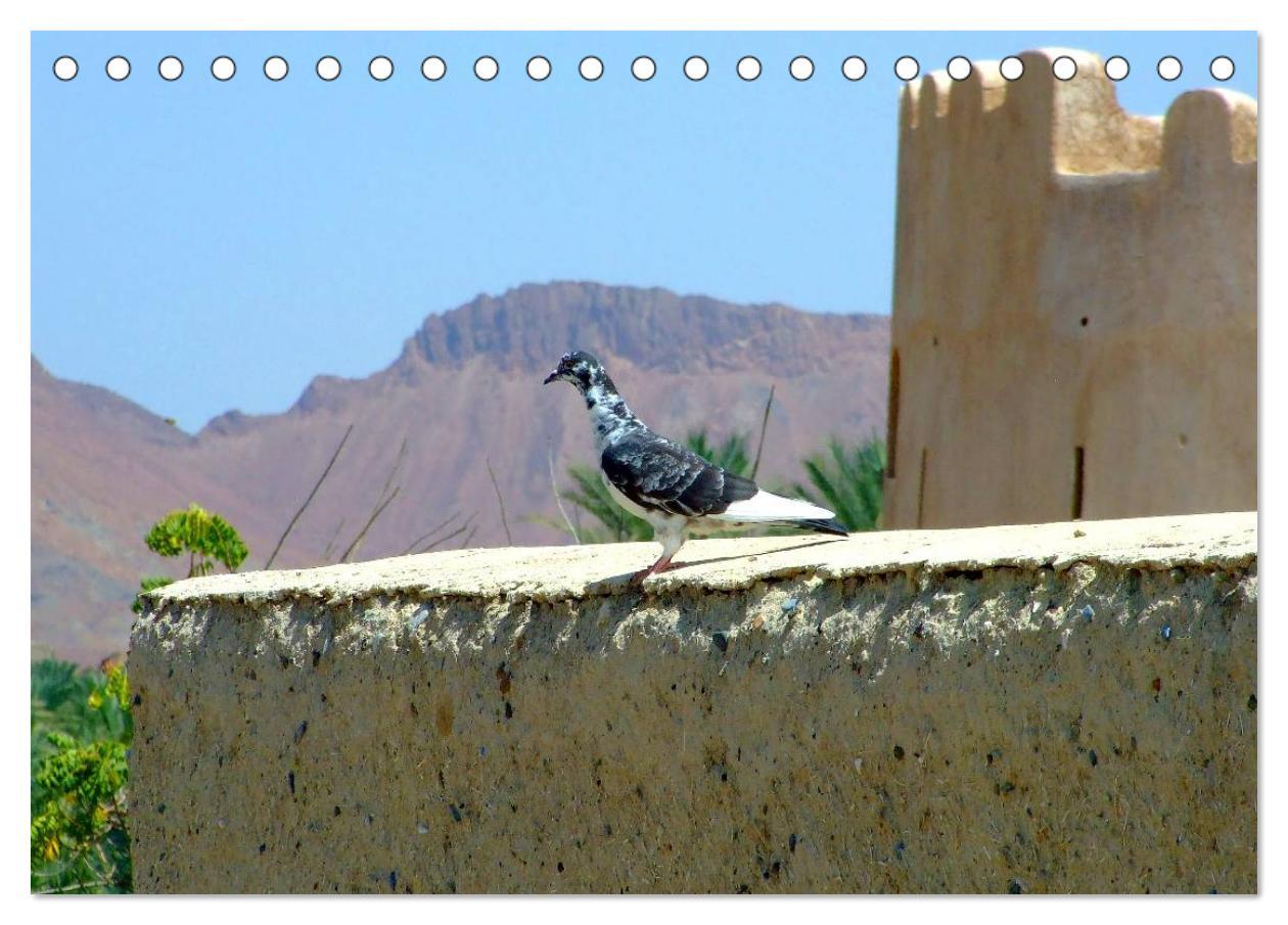 Bild: 9783435695201 | Oman - Eine Bilder-Reise (Tischkalender 2025 DIN A5 quer), CALVENDO...