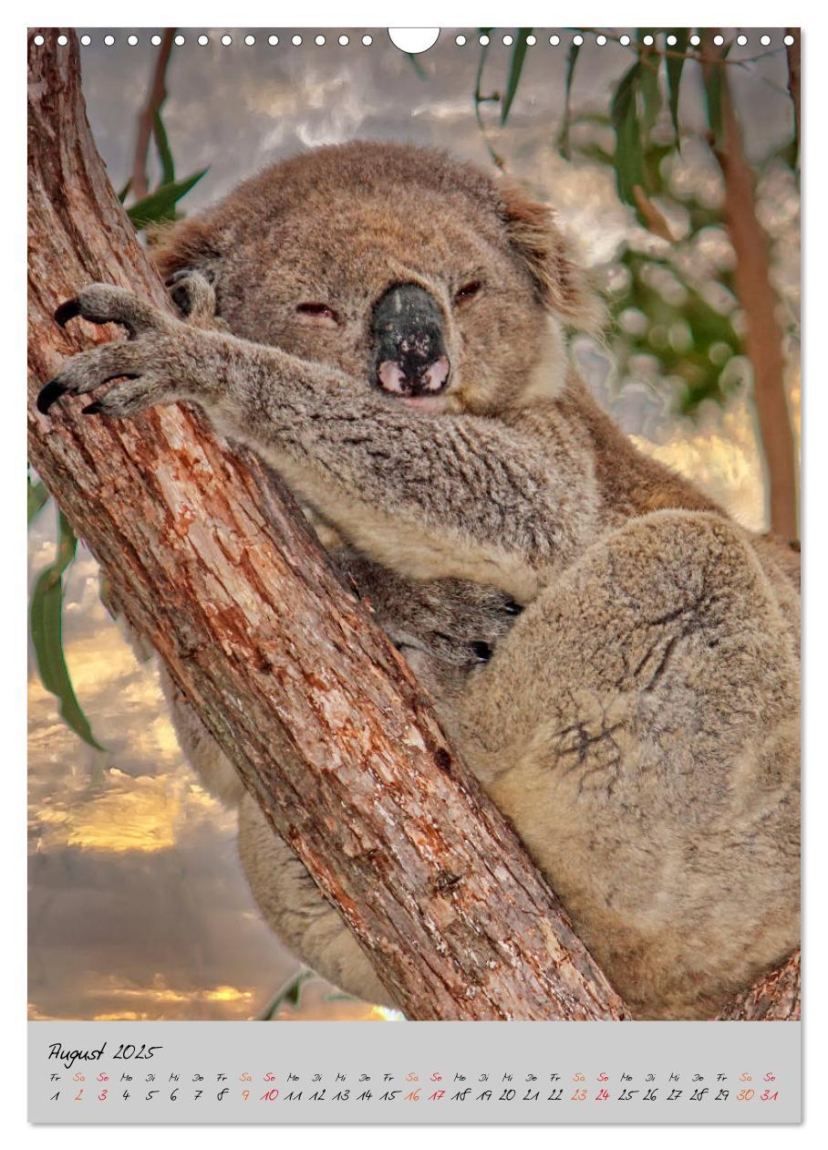 Bild: 9783435950249 | Koala, kleiner Bär (Wandkalender 2025 DIN A3 hoch), CALVENDO...