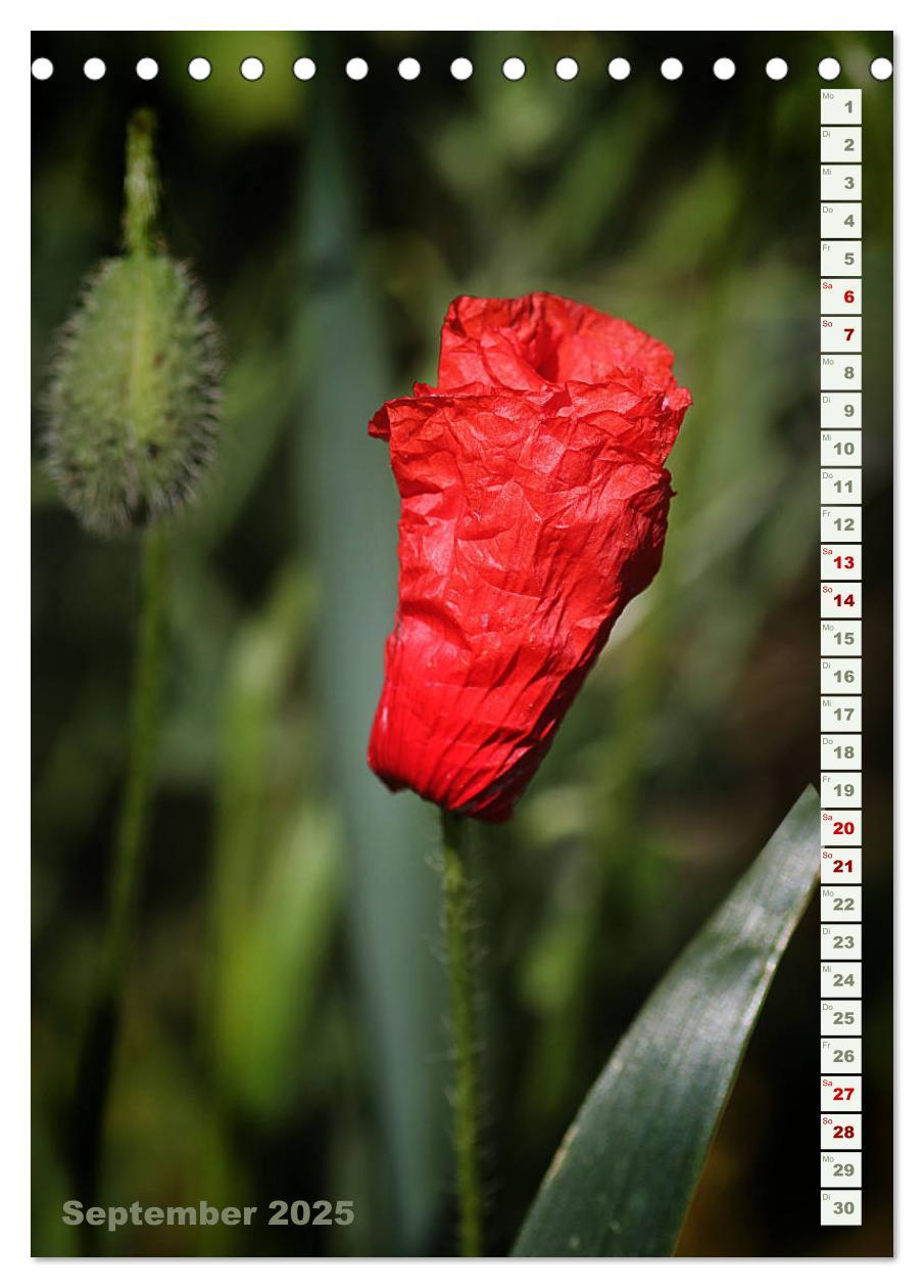 Bild: 9783435926992 | Es werde Mohn (Tischkalender 2025 DIN A5 hoch), CALVENDO...