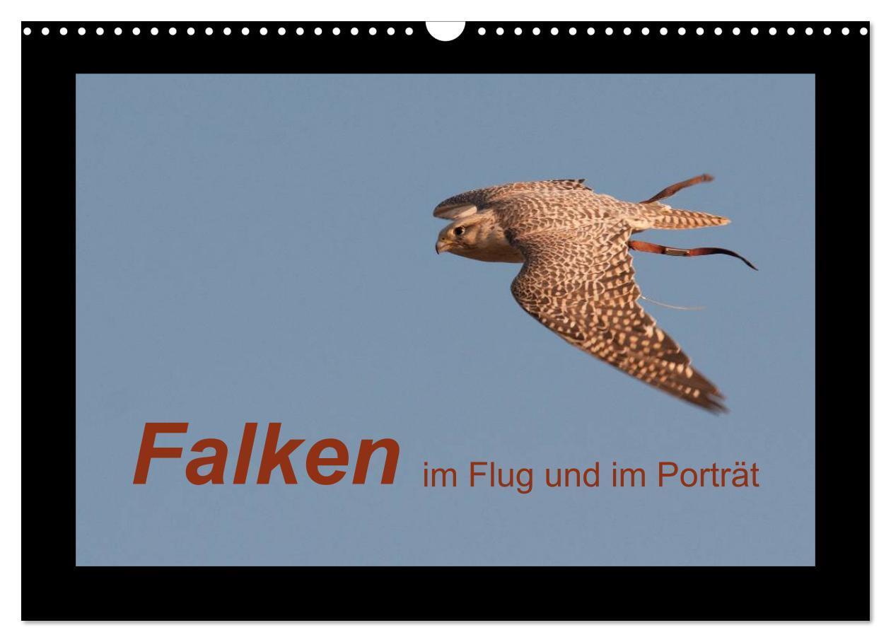 Cover: 9783435695461 | Falken im Flug und im Porträt (Wandkalender 2025 DIN A3 quer),...