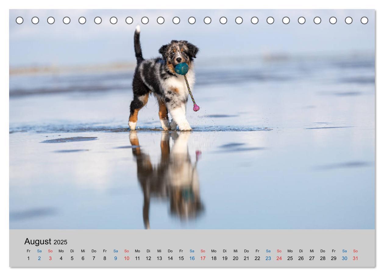 Bild: 9783435150335 | Australian Shepherd Welpen 2025 (Tischkalender 2025 DIN A5 quer),...