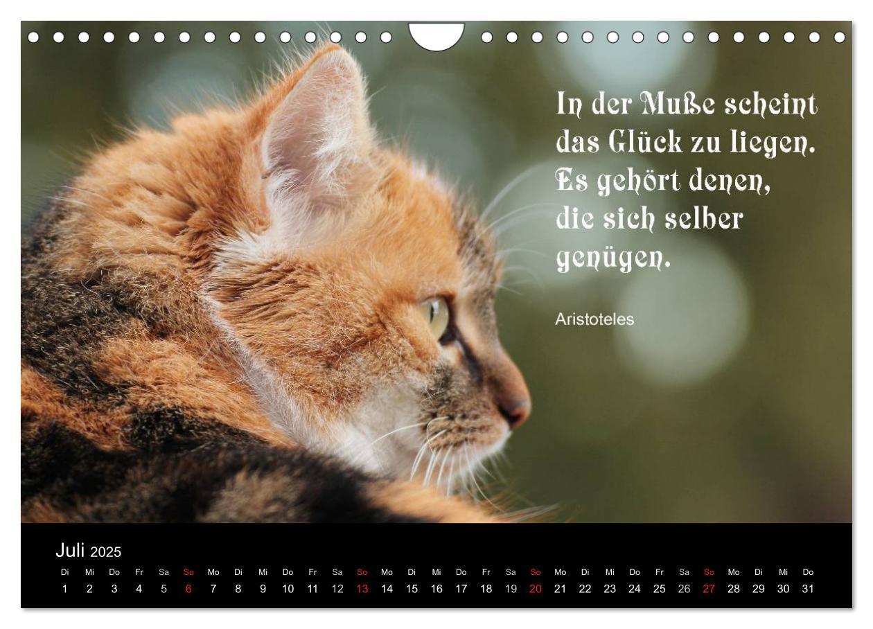 Bild: 9783435656509 | Glückskatze - Mit Zitaten zum Thema Glück (Wandkalender 2025 DIN A4...