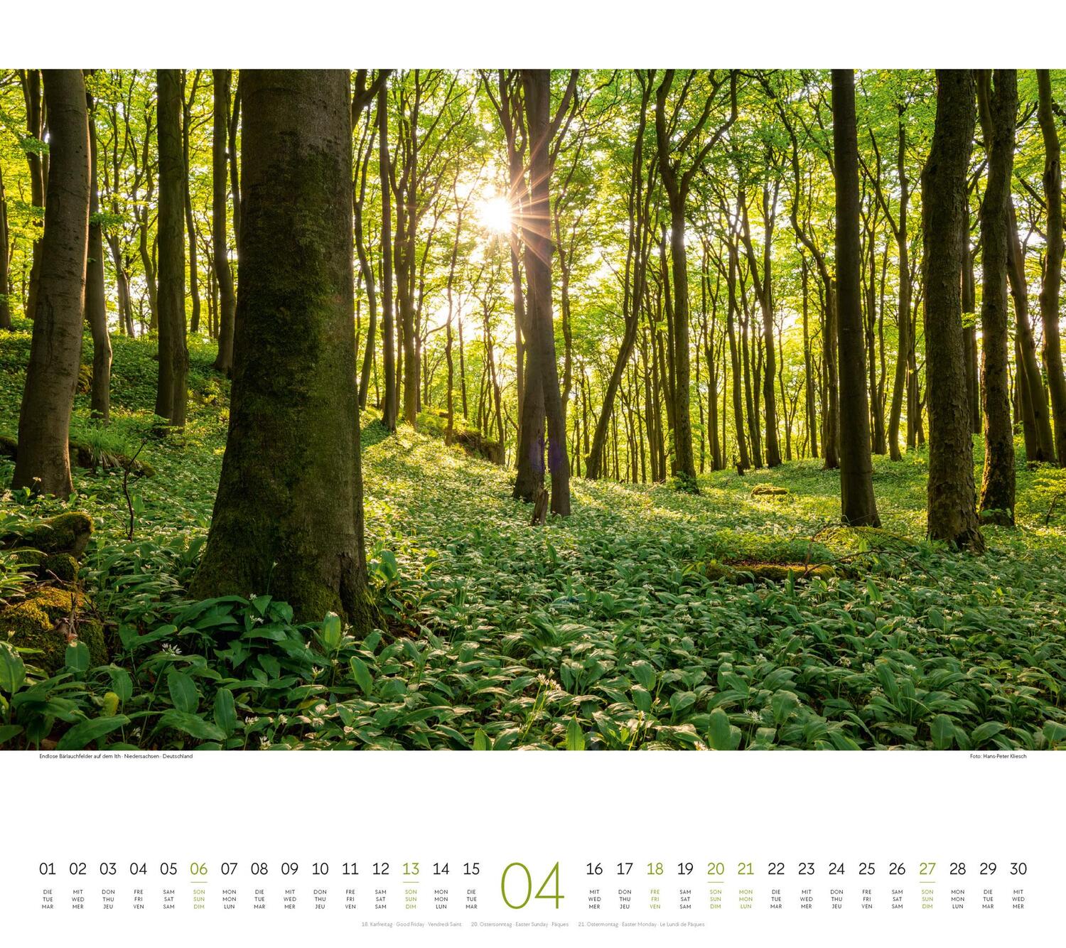 Bild: 9783838425221 | Wald Kalender 2025 | Ackermann Kunstverlag | Kalender | Spiralbindung