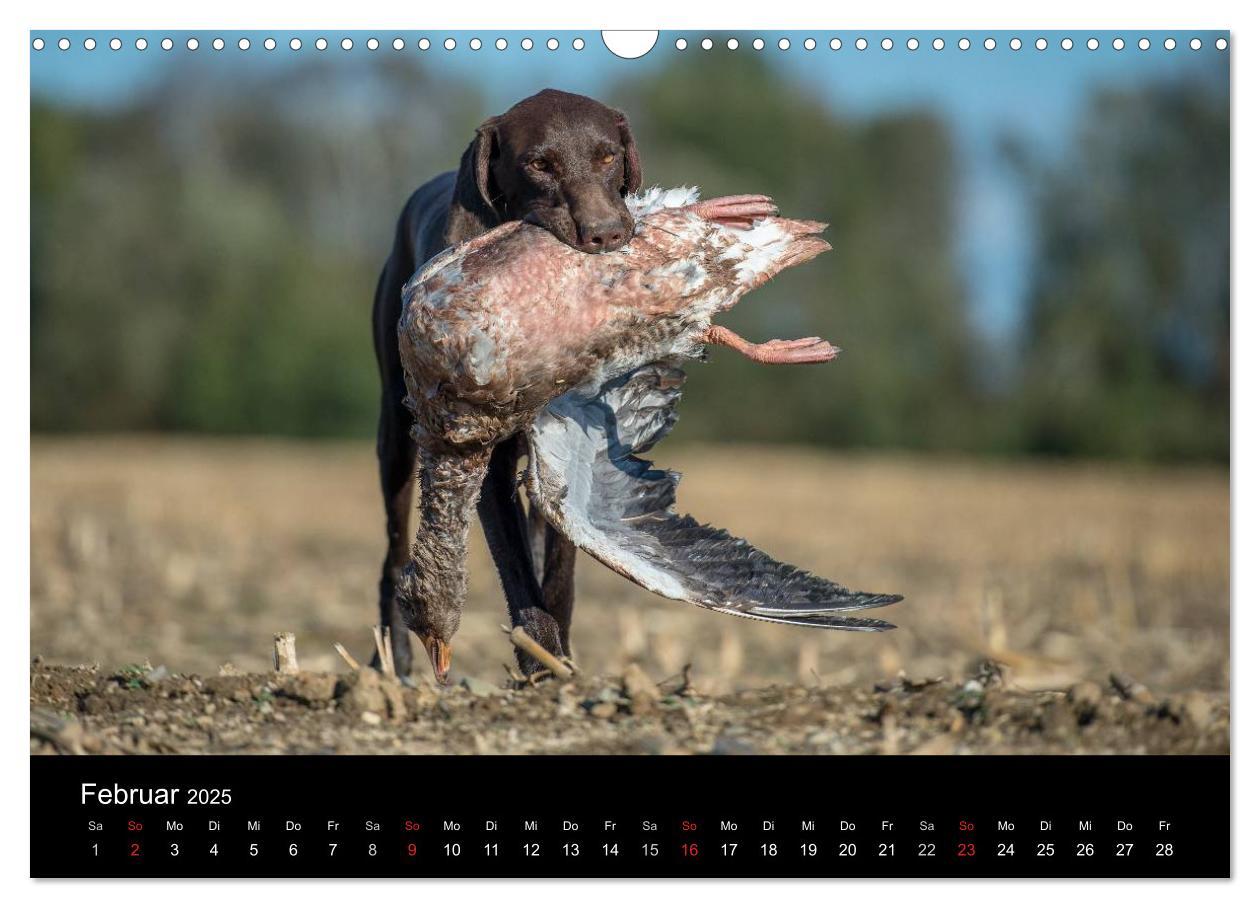 Bild: 9783435640317 | Jagdhunde bei der Arbeit (Wandkalender 2025 DIN A3 quer), CALVENDO...