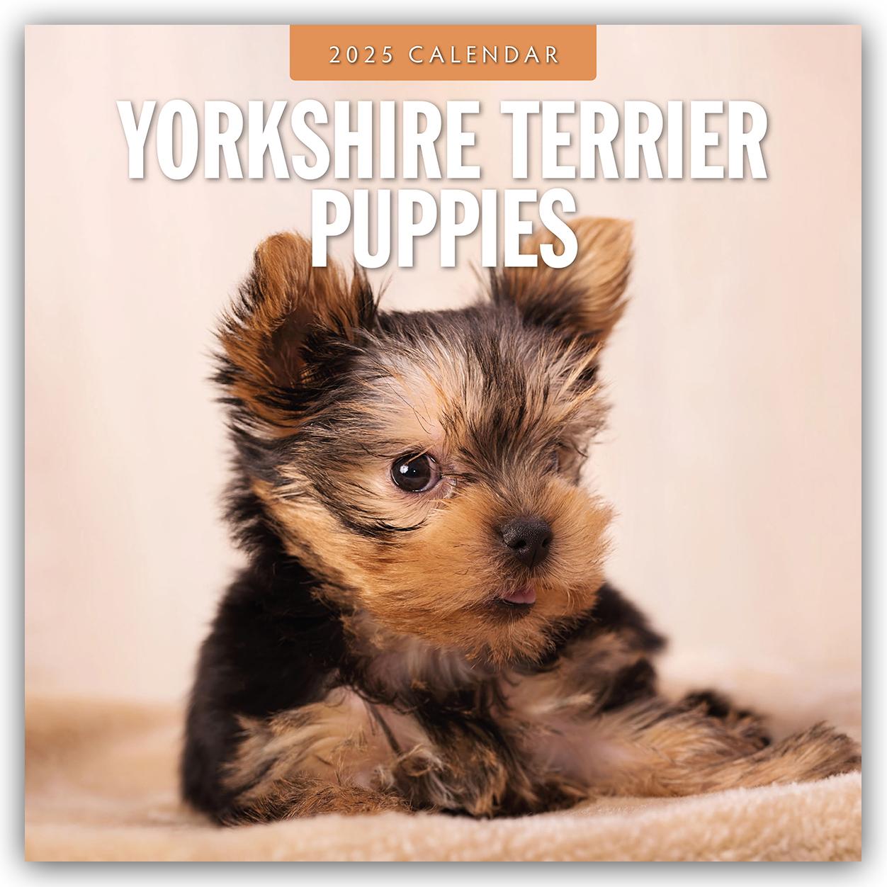 Cover: 9781804425282 | Yorkshire Terrier Puppies - Yorkshire Terrier Hundewelpen 2025 -...