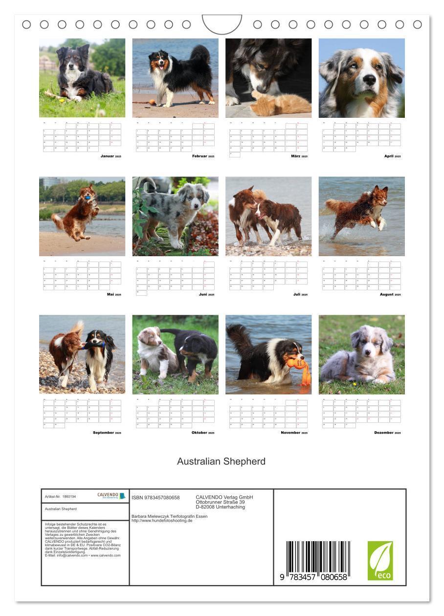 Bild: 9783457080658 | Australian Shepherd (Wandkalender 2025 DIN A4 hoch), CALVENDO...