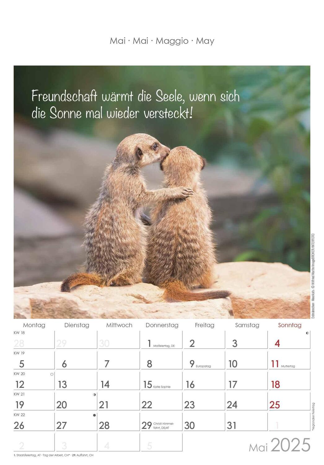 Bild: 4251732341039 | Kleine Freunde 2025 - Bildkalender 23,7x34 cm - Kalender mit Platz...