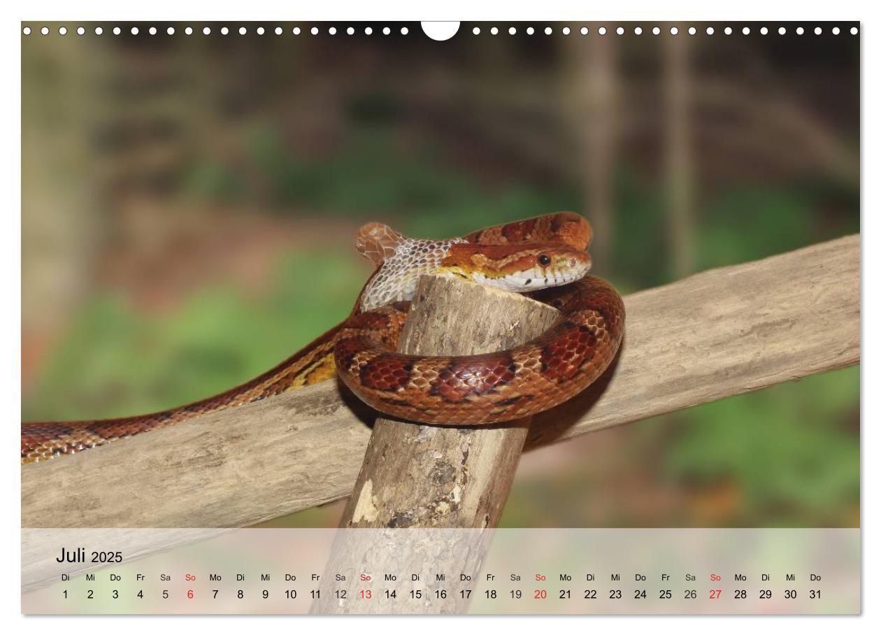 Bild: 9783435589432 | Kleine Reptilien (Wandkalender 2025 DIN A3 quer), CALVENDO...