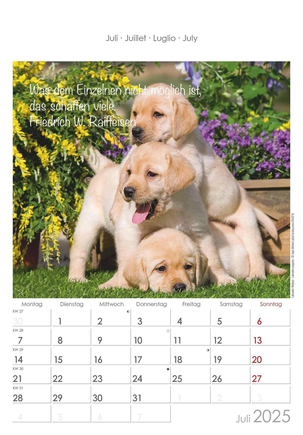 Bild: 4251732341039 | Kleine Freunde 2025 - Bildkalender 23,7x34 cm - Kalender mit Platz...