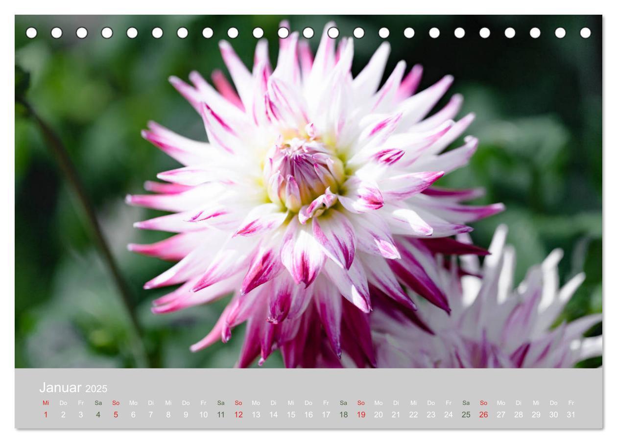 Bild: 9783435298815 | Dahlien - Prachtvolle Blüten des Spätsommers (Tischkalender 2025...